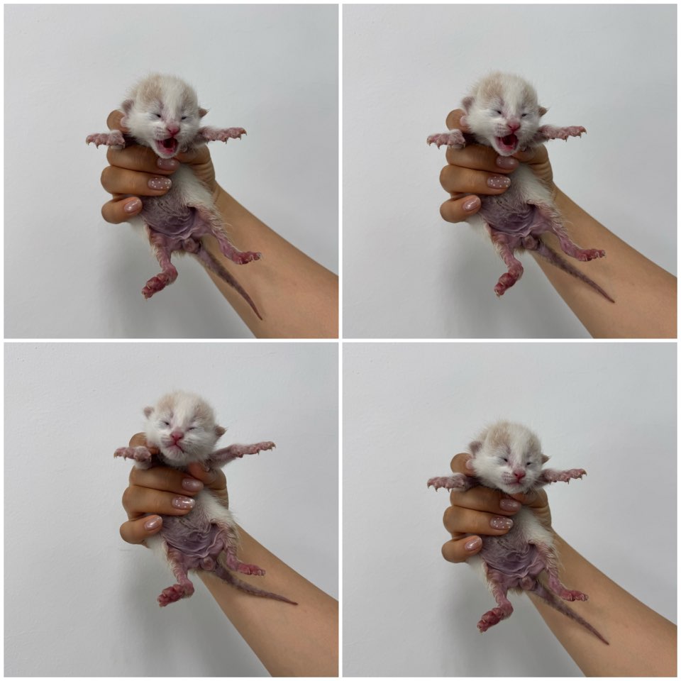 한국 고양이 이미지 파일 입니다.